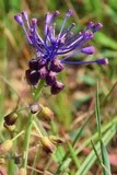 Muscari à toupet