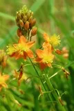 Bulbine