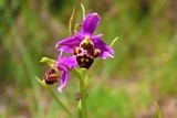 ​Ophrys bourdon