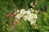 ​Filipendule vulgaire