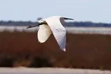 Aigrette blanche
