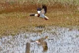 Canard d'eau douce