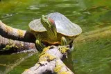 Tortue de Floride