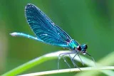 Libellule