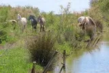 Cabanes de Lansargues Etang de l'Or