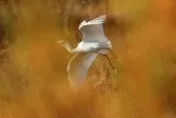 Aigrette blanche