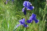 Iris des jardins violet