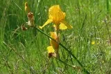 Iris des jardins jaune