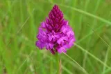 Orchis pyramidal