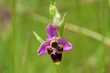 Ophrys frelon