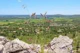 Chardons à têtes denses
