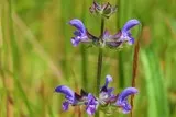 Sauge fausse verveine