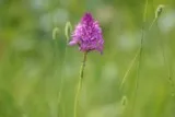 Orchis pyramidal