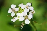 Alliaire officinale