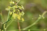 Fenouil