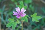 Mauve commune