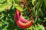 Pistachier térébinthe