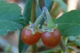 Tomates sauvages