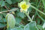 Cornichons sauvages