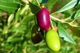 Pignan Olives