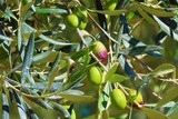 Olive Rougette de Pignan