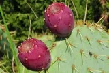 Figues de barbarie