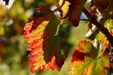  Feuilles de vigne