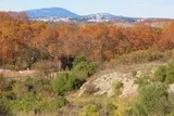 Pic St Loup Hortus
