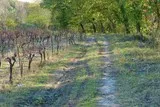 Mosson-Garrigue-St-Jean-De-Vedas
