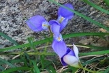 Iris de méditerranée