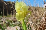 Iris nain jaune
