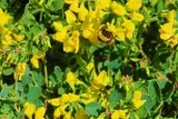 Massif de coronilles