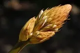 Asphodèle en floraison
