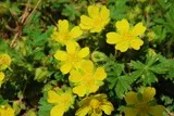 Potentille de printemps