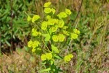 Euphorbe