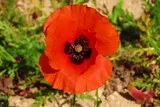 Coquelicot