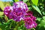 Lilas rose mauve