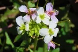 Roquette blanche