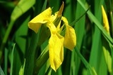 Candillargues Iris jaune
