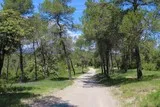 Bois de Périé Assas