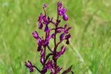 Orchis à fleurs lâches