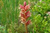 Orobanche blanche
