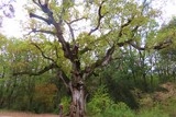 Chêne de Védas à Murviel-lès-Mtp