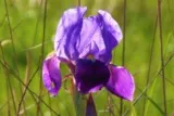Iris violet