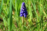 Muscari