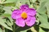 Ciste rose