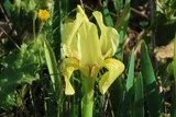 Iris nains