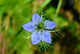 Nigelle des champs