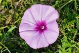 Fleur de liseron