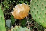 Fleurs de figuiers de barbarie